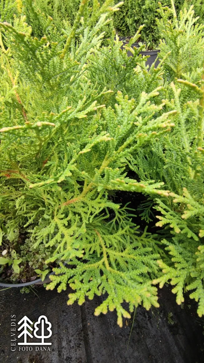 Thujopsis dolabrata   'Nana'